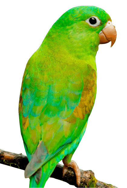 cotorra