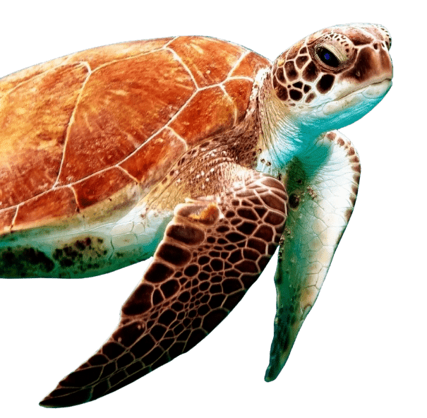 tortuga