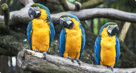 loros