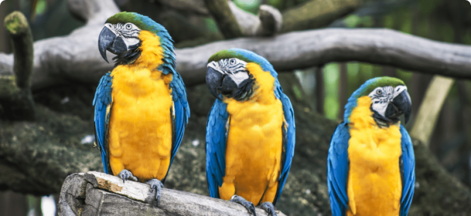 loros