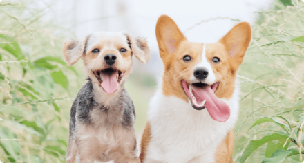 perros