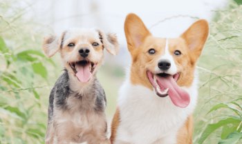 Nihil sit temporibus provident quibusdam solute.