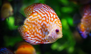 Lorem ipsum dolor sit amet, consetetur sadipscing elitr, sed diam nonumy.