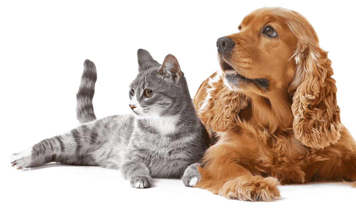 gato y perro